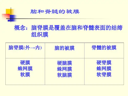 脑脊髓被膜血管解剖