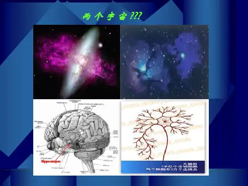 NStsw50课时生理学神经系统PPT