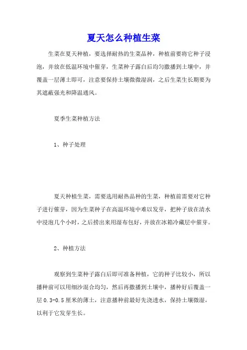 夏天怎么种植生菜