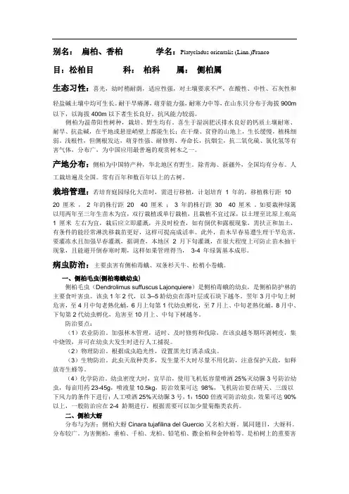 侧柏介绍