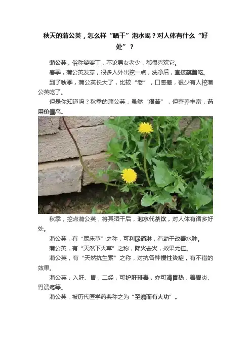 秋天的蒲公英，怎么样“晒干”泡水喝？对人体有什么“好处”？