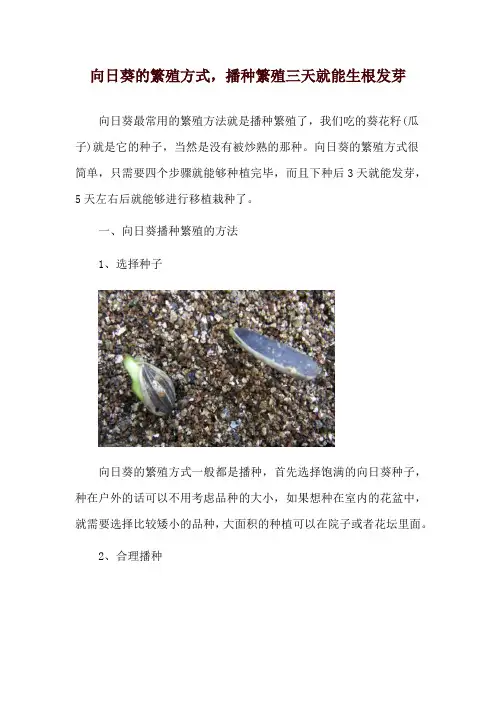 向日葵的繁殖方式,播种繁殖三天就能生根发芽