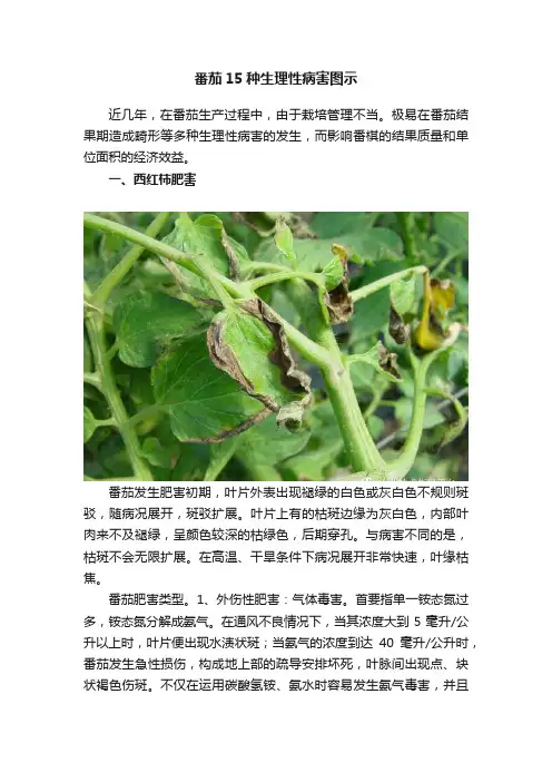 番茄15种生理性病害图示