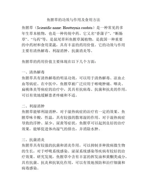 鱼腥草的功效与作用及食用方法