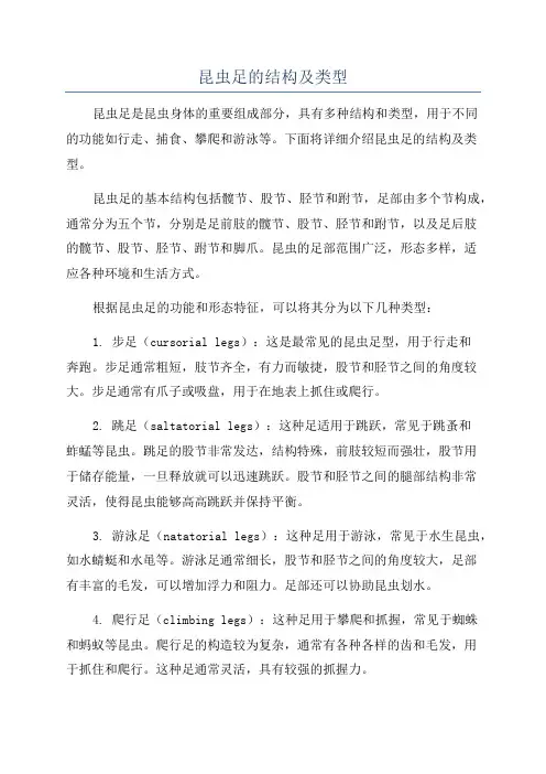 昆虫足的结构及类型