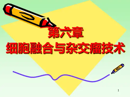 xb六、细胞融合与杂交瘤技术PPT课件