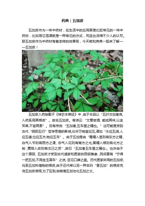 药典｜五加皮