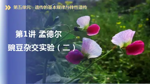 第2讲+孟德尔豌豆杂交实验(二)(基因的自由组合定律)(精美课件)高考生物一轮复习考点帮(全国通用)