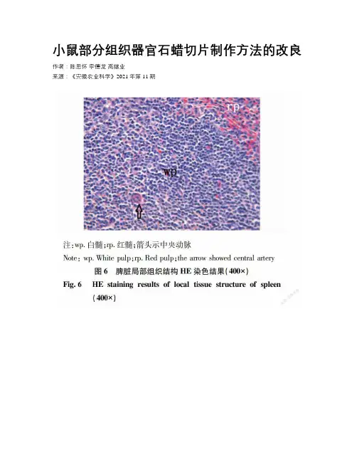 小鼠部分组织器官石蜡切片制作方法的改良
