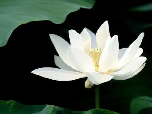 【爱莲说】优秀公开课