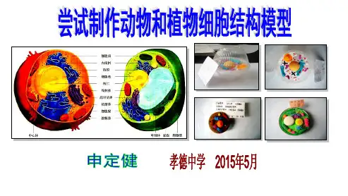 申定健——尝试制作植物和动物结构模型