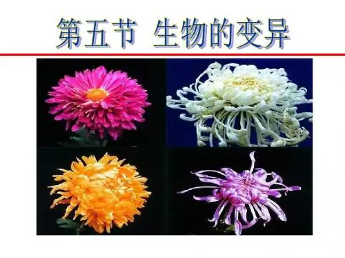 《生物的变异》生物的遗传和变异PPT课件6 (共13张PPT)