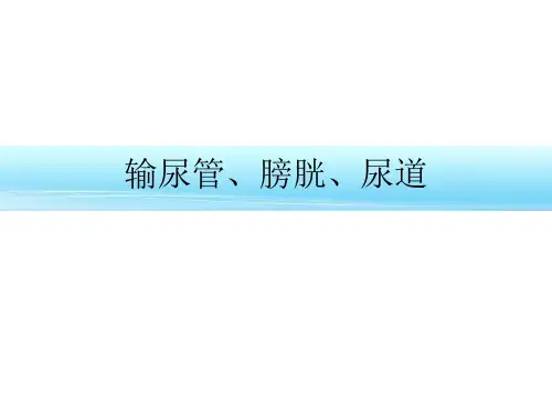 解剖学课件-输尿管、膀胱、尿道