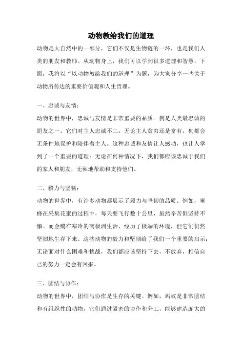 动物教给我们的道理