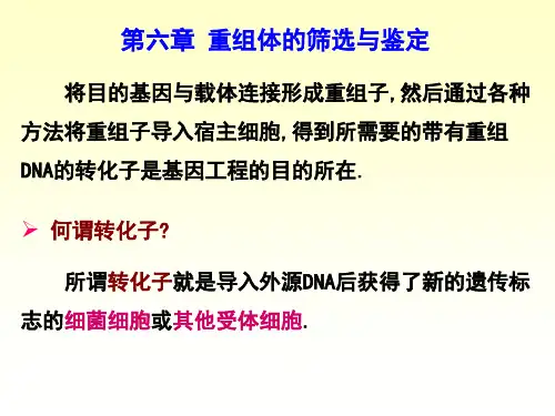 第六章重组体的筛选与鉴定