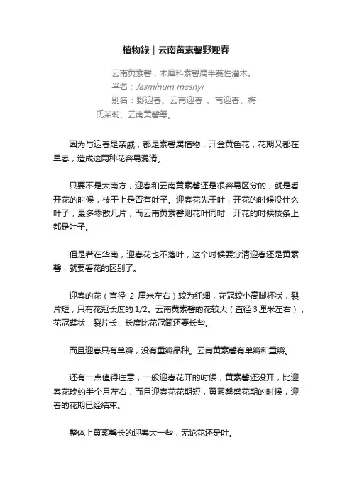 植物錄｜云南黄素馨野迎春