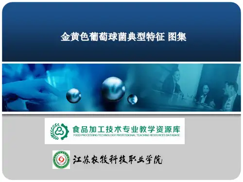 金黄色葡萄球菌典型特征图集讲解