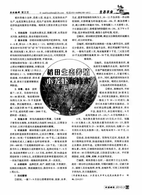 稻田生态养殖小龙虾