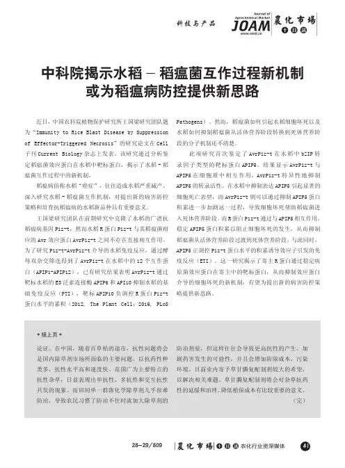 中科院揭示水稻-稻瘟菌互作过程新机制或为稻瘟病防控提供新思路