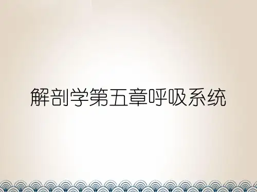 解剖学第五章呼吸系统