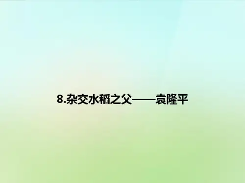 公开课教案教学设计课件语文版初中语文八上《杂交水稻之父-袁隆平》PPT课件 (六)