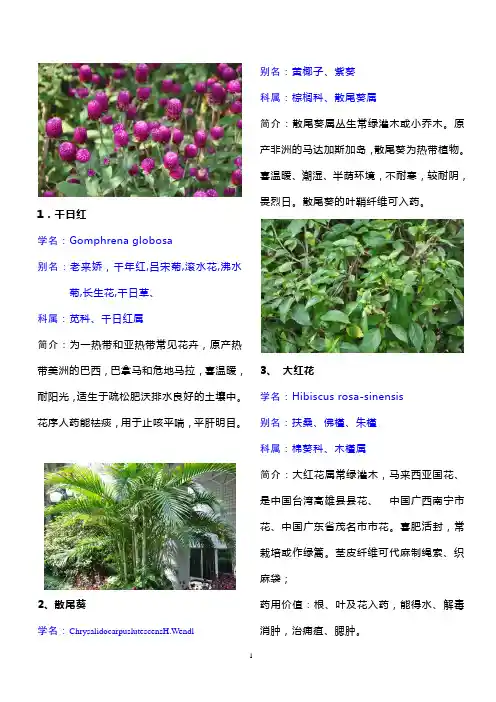 南方常见观赏植物简介