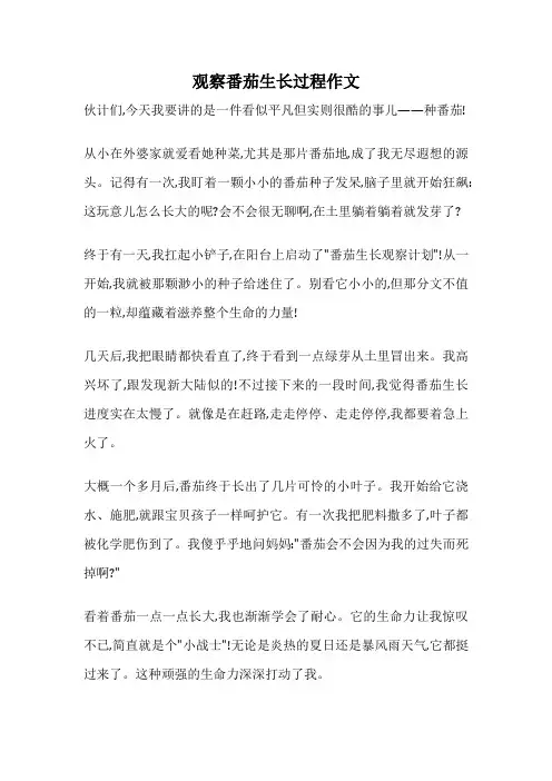 观察番茄生长过程作文