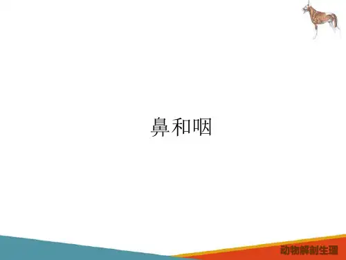 动物呼吸系统—呼吸系统解剖(动物解剖生理课件)
