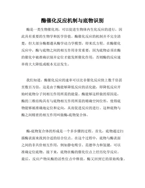 酶催化反应机制与底物识别