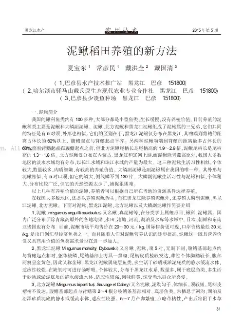 泥鳅稻田养殖的新方法