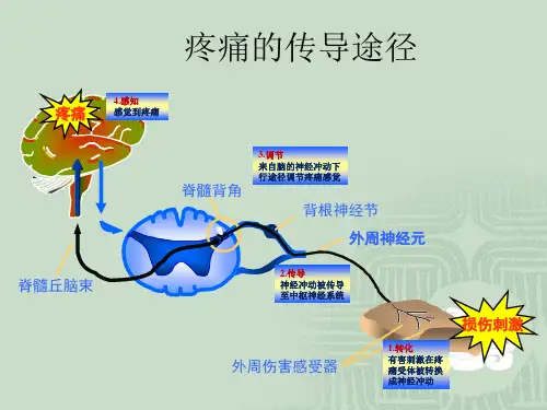 疼痛的传导途径PPT课件