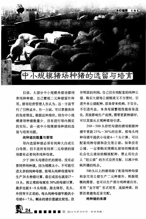 中小规模猪场种猪的选留与培育