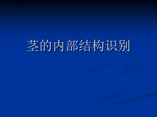 茎内部结构鉴别