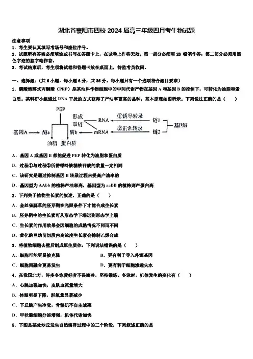 湖北省襄阳市四校2024届高三年级四月考生物试题含解析