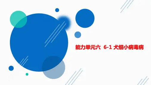 犬细小病毒病课件(共20张PPT)《动物疫病防治》