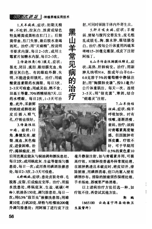 黑山羊常见病的治疗