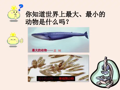 2.2.4单细胞生物 课件 (共28张PPT)2024-2025人教版生物七年级上册