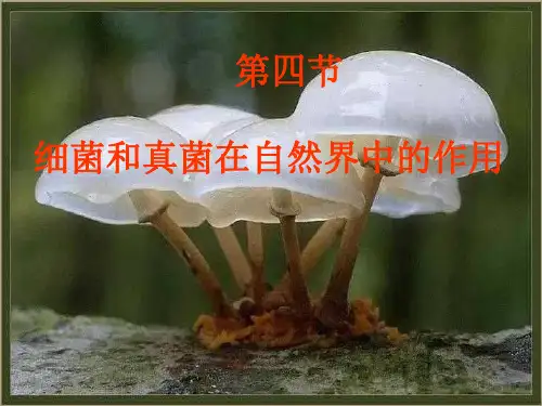 细菌和真菌在自然界中的作用课件人教版八年级生物上