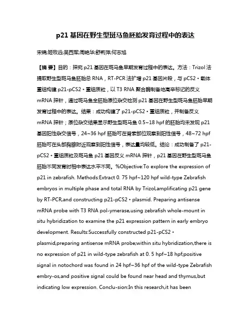 p21基因在野生型斑马鱼胚胎发育过程中的表达