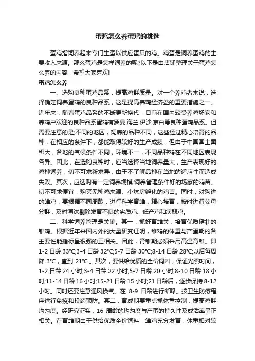 蛋鸡怎么养蛋鸡的挑选