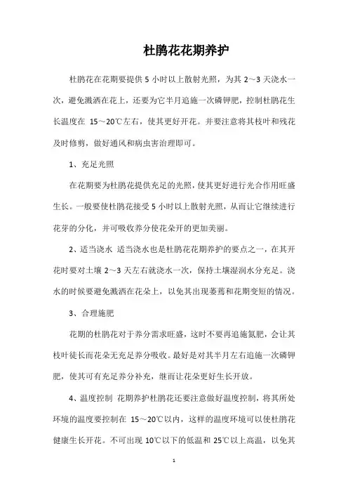 杜鹃花花期养护
