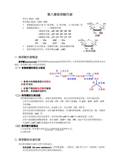 第八章核苷酸代谢