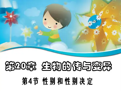 八年级生物性别和性别决定优秀课件