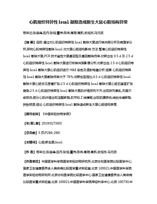 心肌组织特异性Isca1敲除造成新生大鼠心脏结构异常