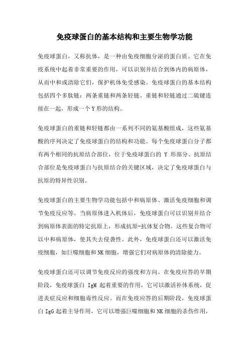 免疫球蛋白的基本结构和主要生物学功能