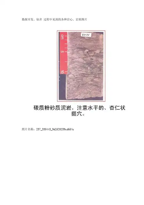 勘探开发、钻井过程中见到的各种岩心、岩屑图片