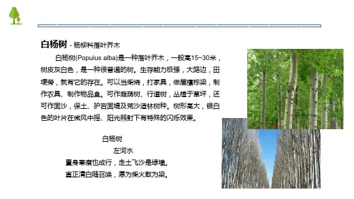八年级语文上册15白杨礼赞课件