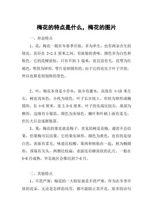 梅花的特点是什么,梅花的图片