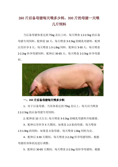 260斤后备母猪每天喂多少料,300斤的母猪一天喂几斤饲料