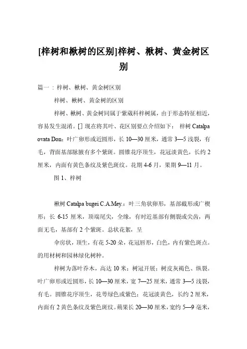 [梓树和楸树的区别]梓树、楸树、黄金树区别